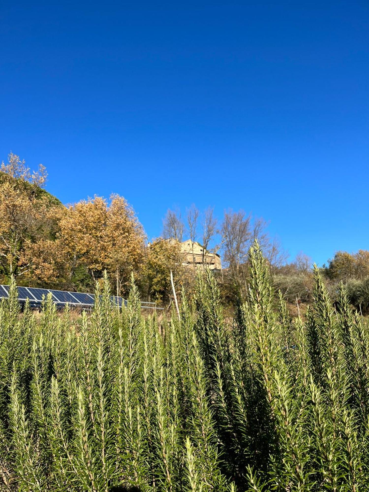 Bio Agriturismo Alba Etrusca Di Cortona - Organic Farmhouse- Appartamento Lavanda-Appartamento Rosmarino - Vasca Idromassaggio Esterna Poggioni Exteriör bild